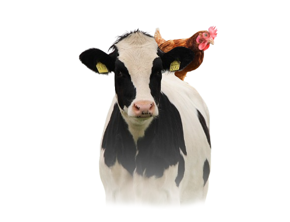 cow image